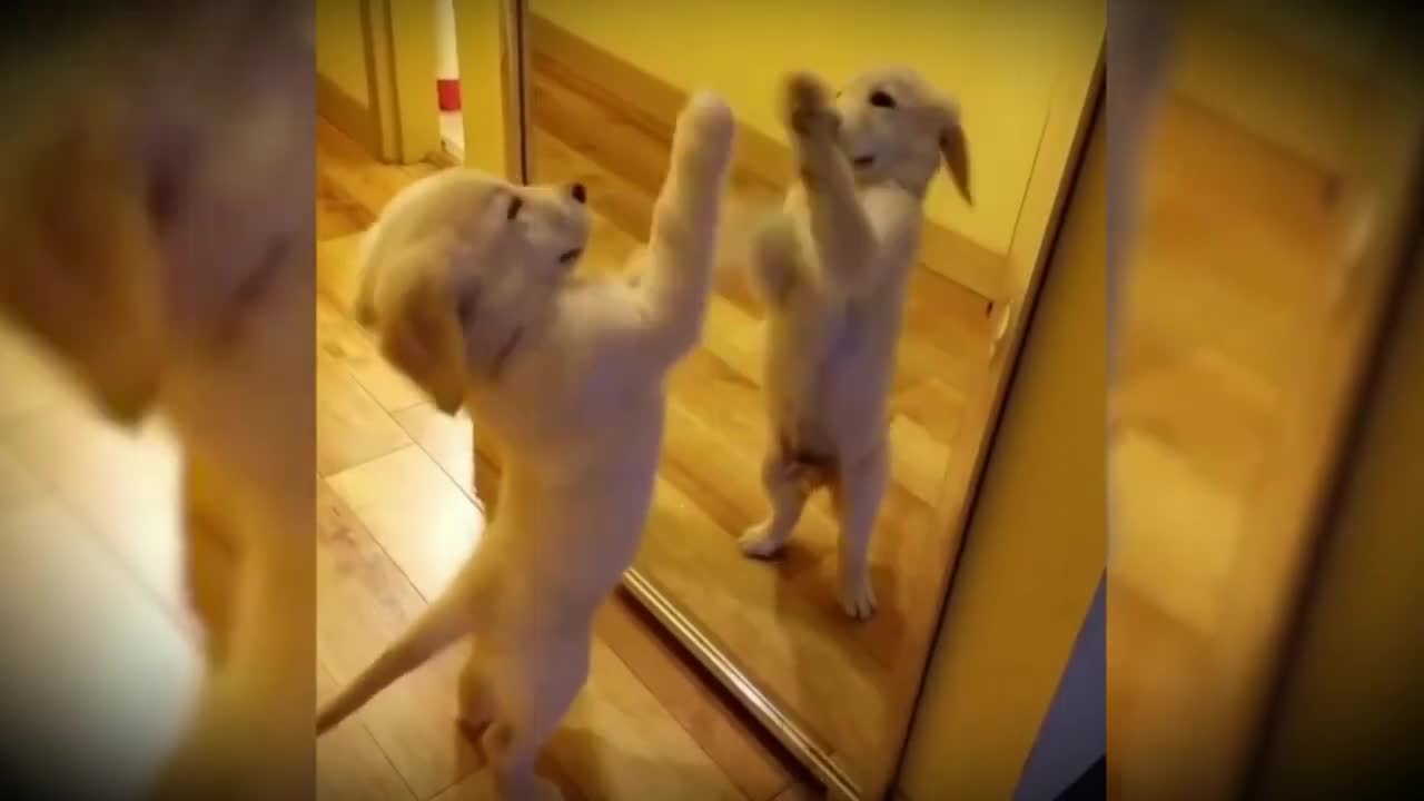 cute dogs reacting to the mirror