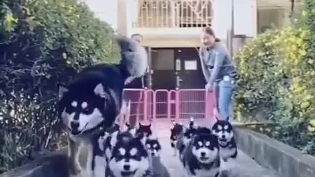 Husky Army - the Big Bull