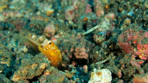 Jawfish Stone Excavation