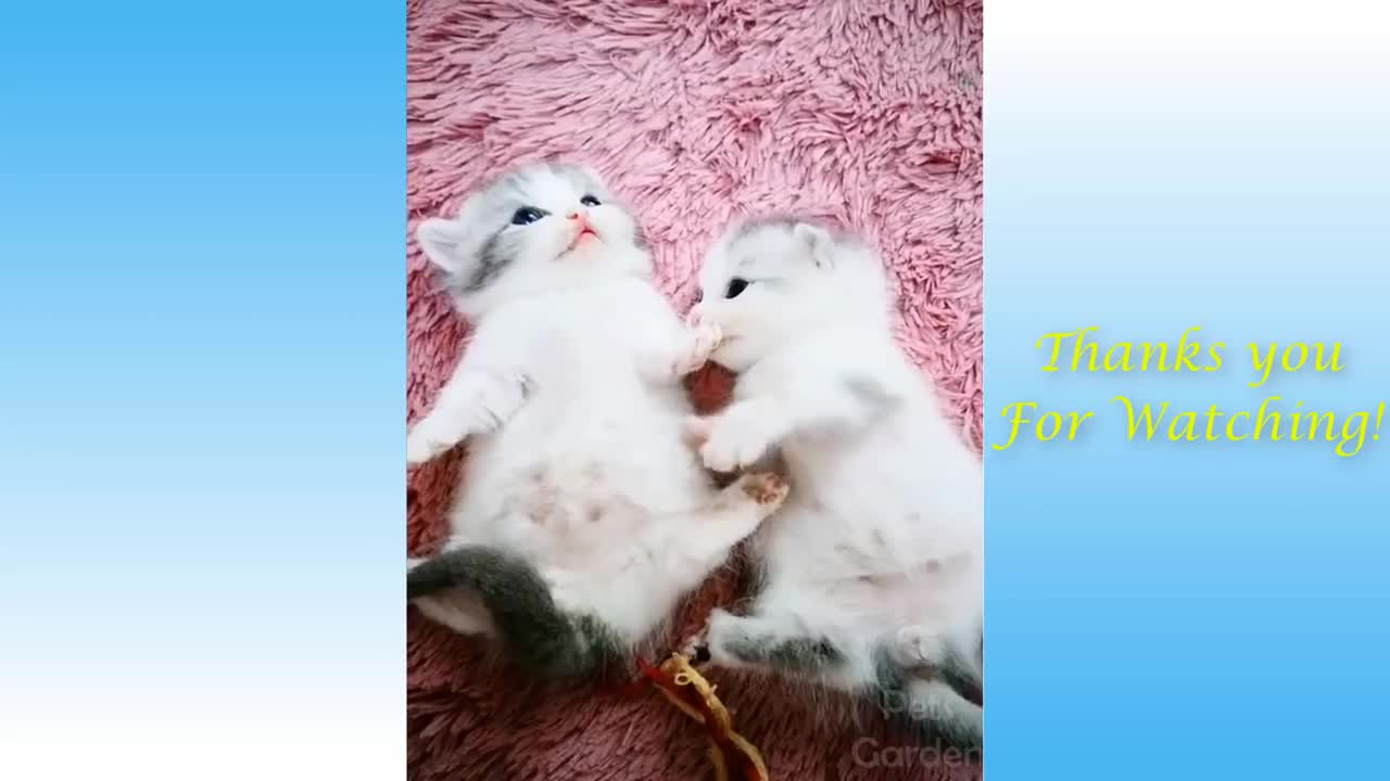 Funny cats dancing