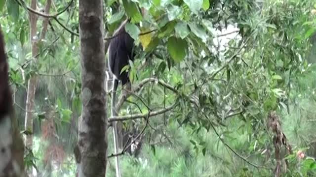 Purple-Faced Langur |The Purple Faced Langur