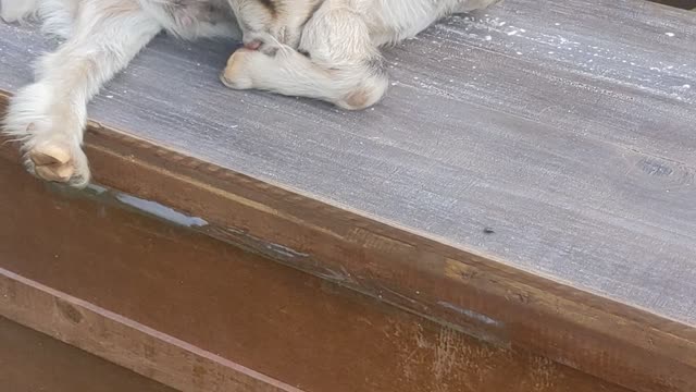 Adorable sleeping goat