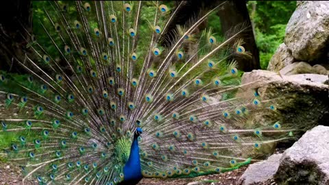 Peacock###...