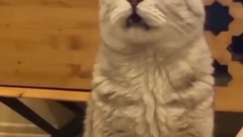 Cats funny videos