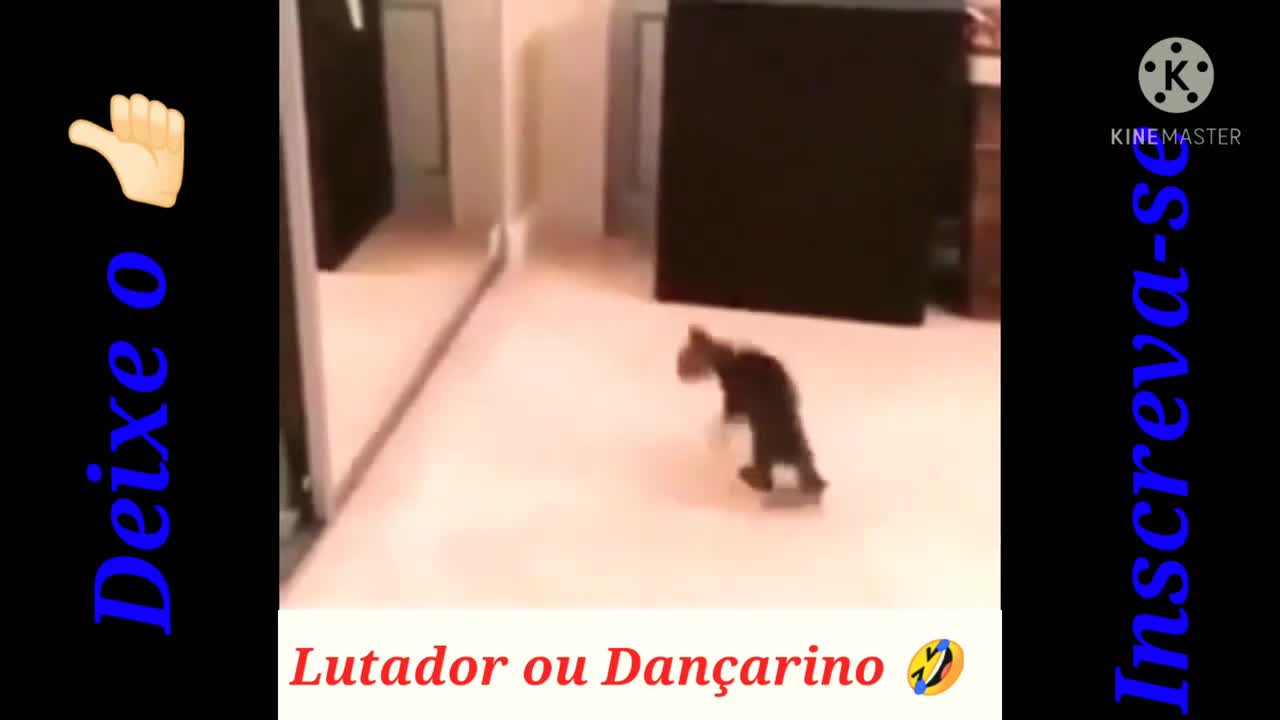 Cute Kittens - Fighting or Dancer Cat