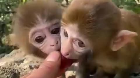 Animal Masti video