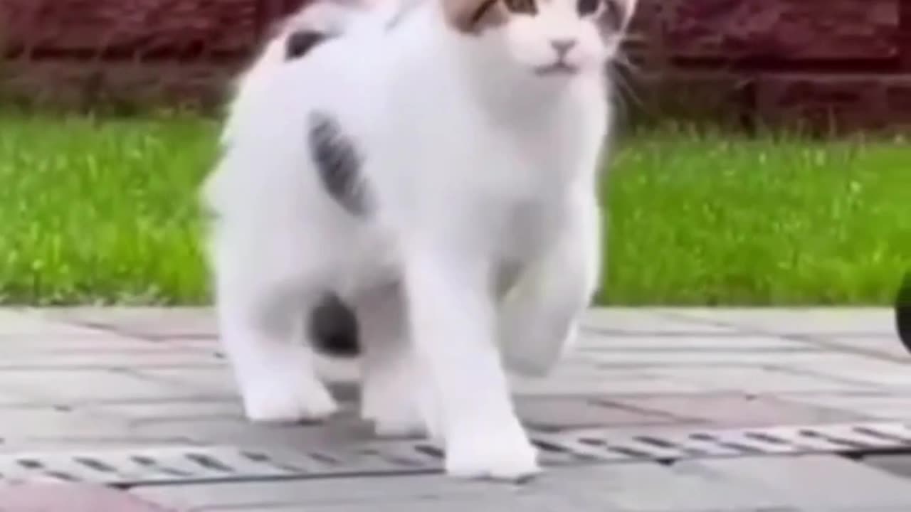 Epic Cat Fails: The Ultimate Laughter Prescription for Cat Lovers!"