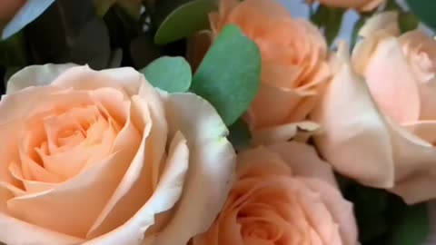 Champagne rose