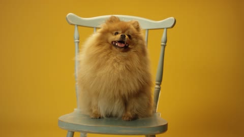 long haired caramel dog