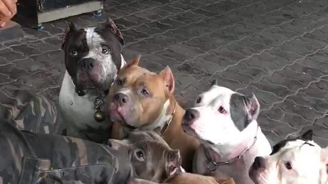 Big Dogs Wait for Treats