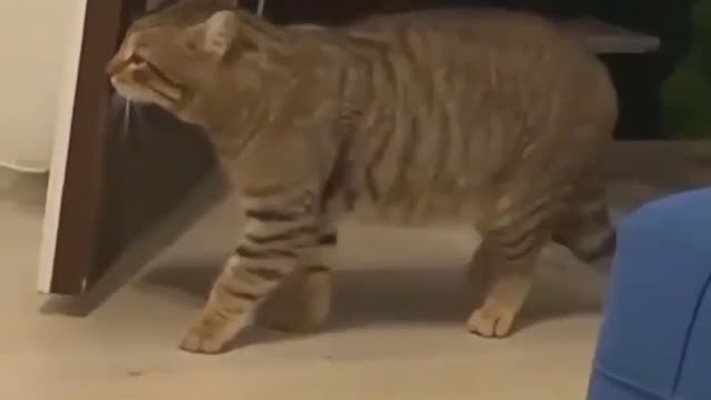 funny cat attack 😂