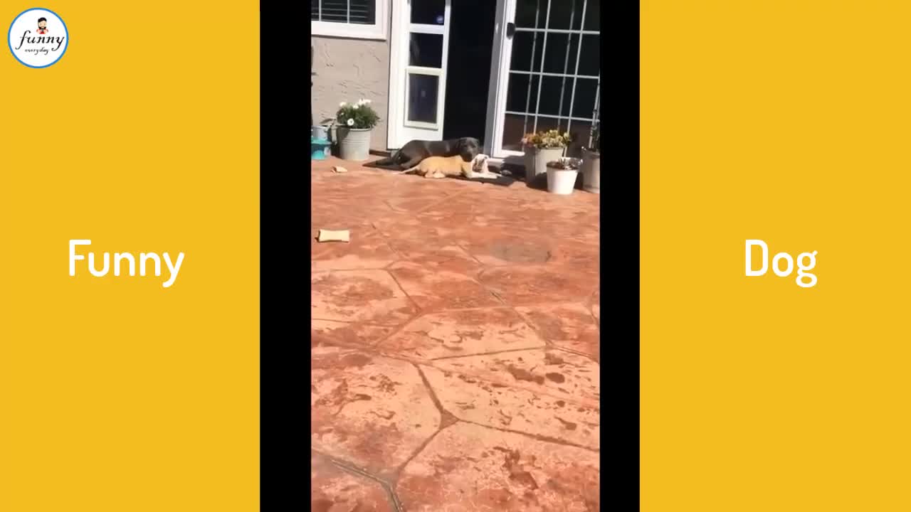 Funniest Animals,Funny animal videos can't help but laugh