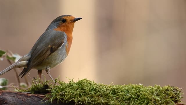 Lonely bird pecks on a tree