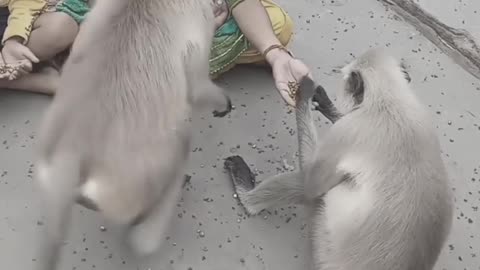 Lady playing with monkey