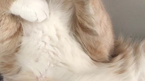 close up of a cream beige furred cat sleeping on its back