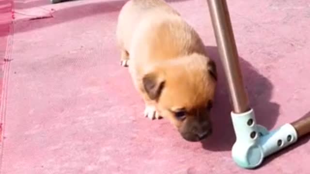 Rural dogs want to feed their mother's milk.