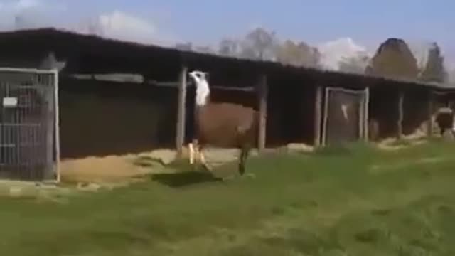 Funny video animals