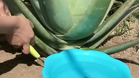 Aloe Vera hacks!!!