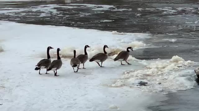 The geese