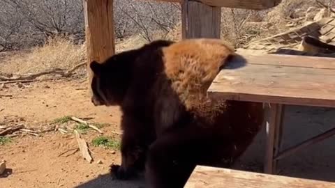 Is the bear scratching an itch?