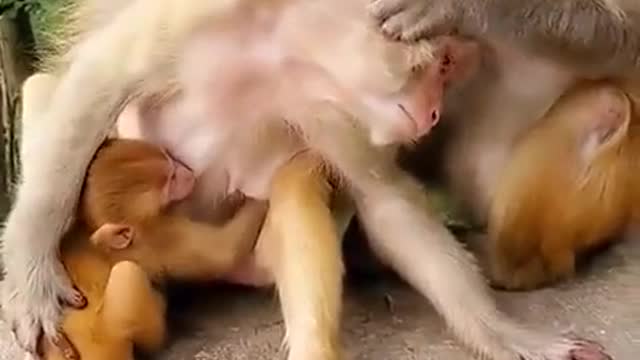 Monkey loves