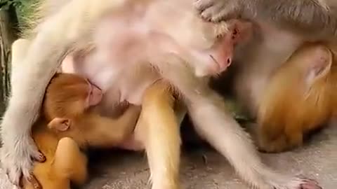 Monkey loves