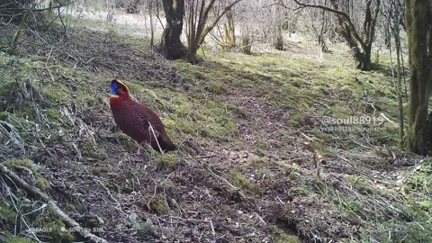 Rare Animal Appreciation: Temminck's Tragopan