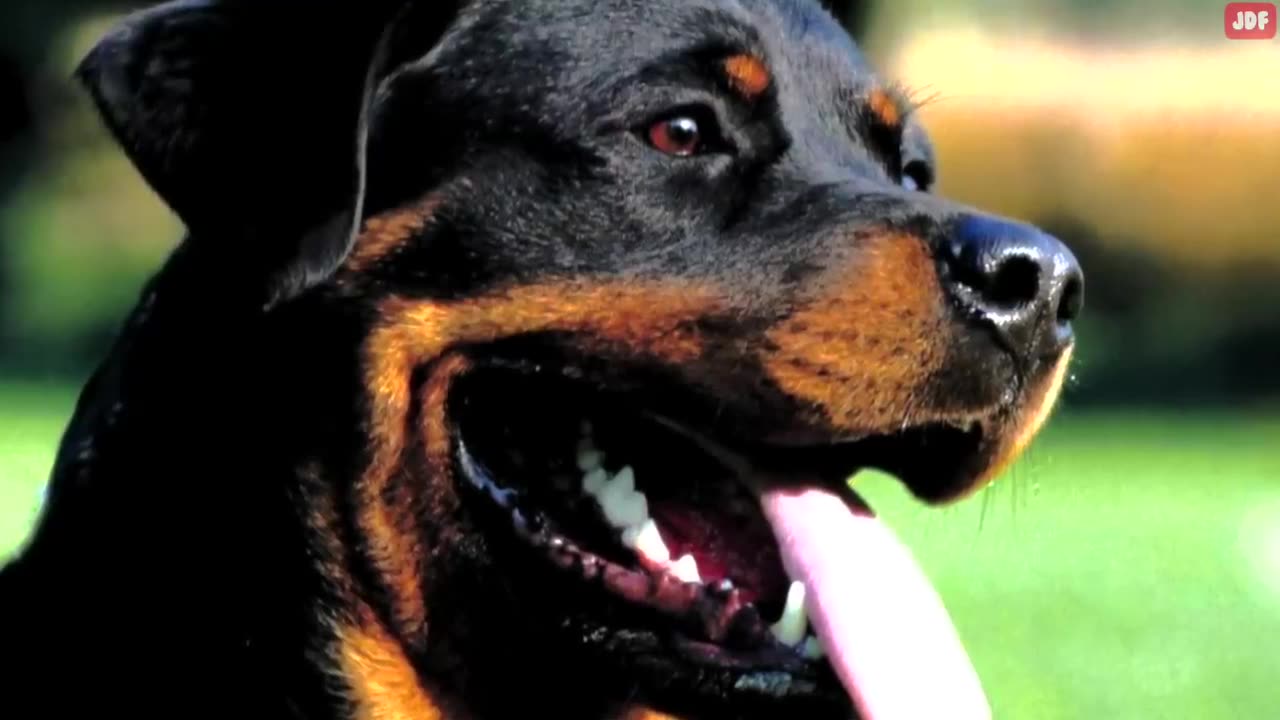 Discover the Intriguing Universe of Dog Barking Sounds