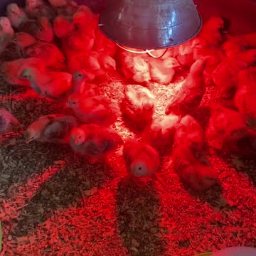 Some New Baby Chicks For The Big Guys Homestead