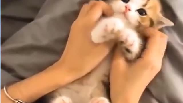 Kittens cute videos