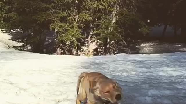 Tan dog shakes head while walking in the snow