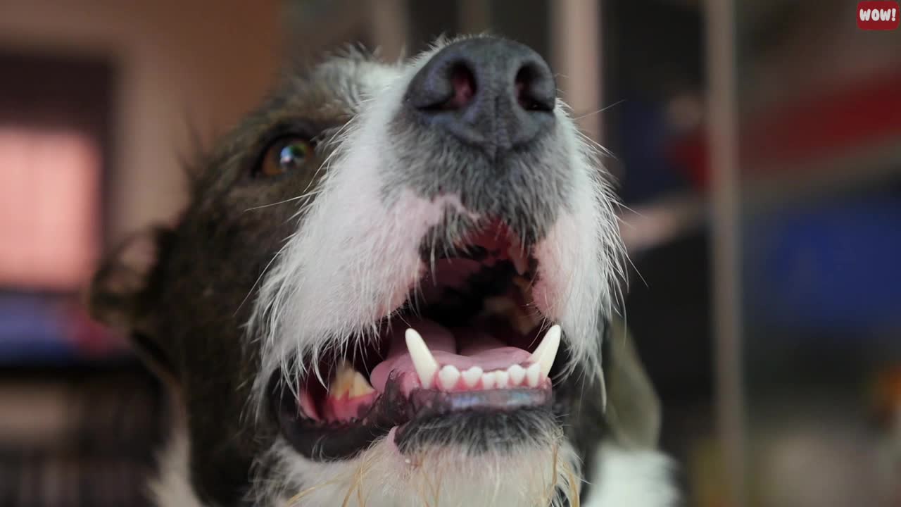 Scientists Confirm Dogs Can Detect 8 Diseases