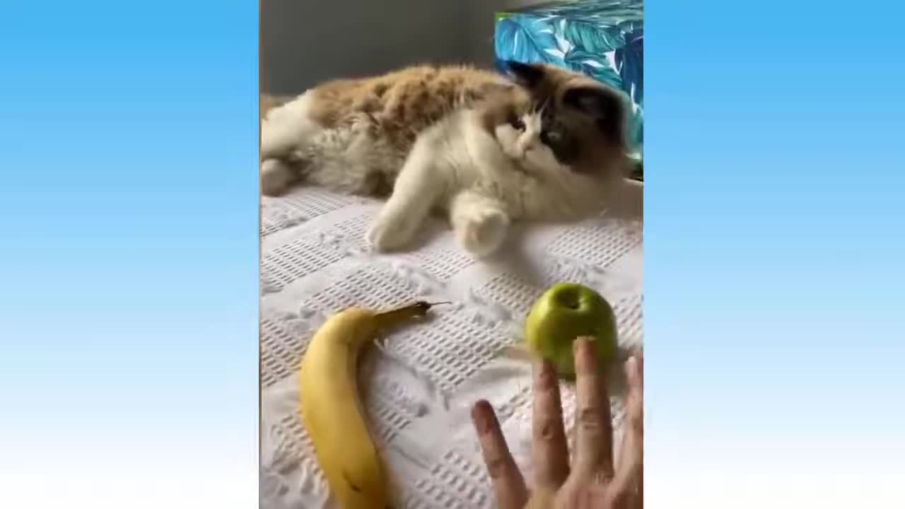 Funny and Cute Animal Videos