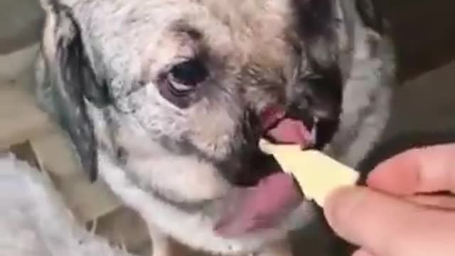 Cute and funny dog videos Aww Animal #125