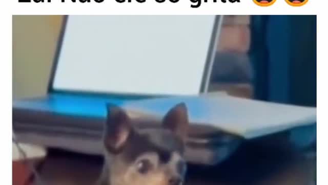 Grito de cachorro