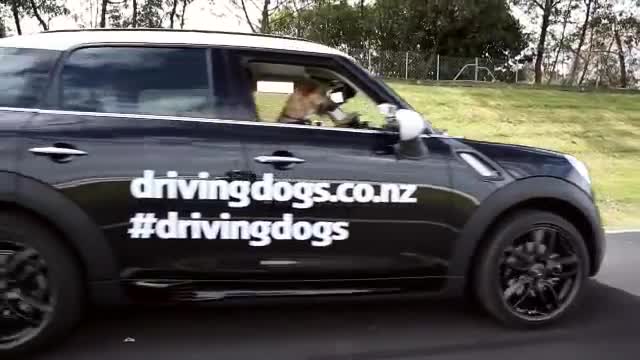 Meet Porter. The World's First Driving Dog.