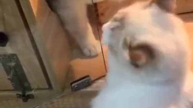 Life situation in the form of two cats