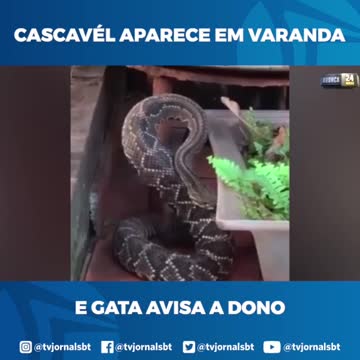 Estuvo a punto de ser mordido por una enorme serpiente de cascabel pero su gatita lo salvó