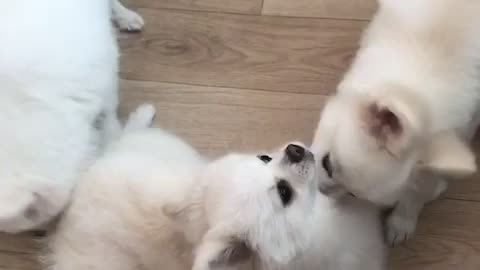 Three family dogs play together