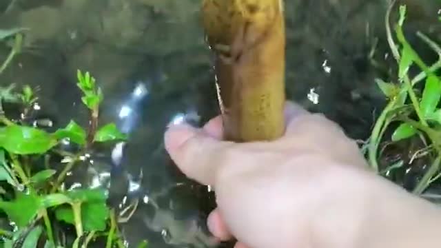 Unique Fishing 🧐 Catching Yellow Monster Eel Fish From Under Deep Mud #21