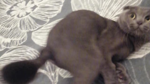 I love to play with kat