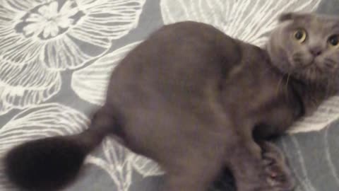 I love to play with kat