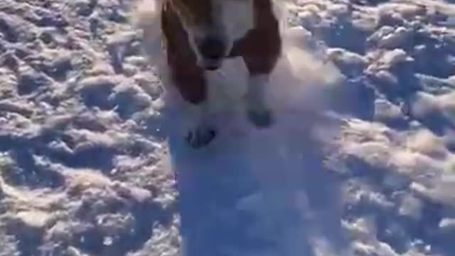 Funny dog runs in front of the sled - ANIMAL 😻 SHORTS #shorts