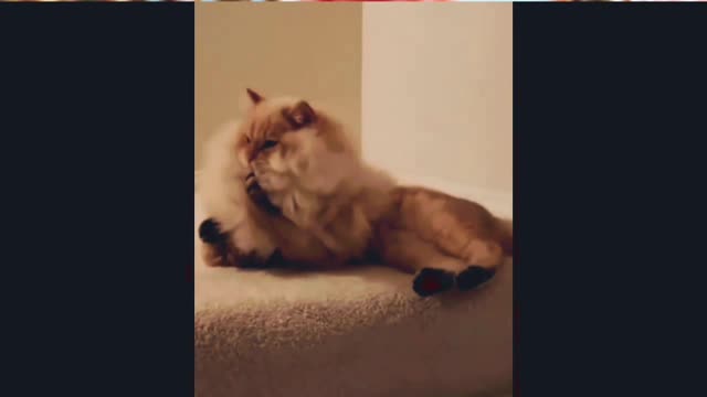 Watch the madness of the cats