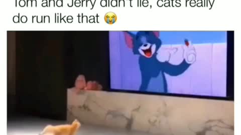 Tom and Jerry were real