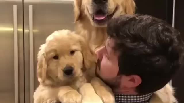 Wholesome Happy moment with Cute Dogs| Golden Retriever❤️️