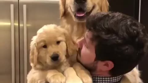 Wholesome Happy moment with Cute Dogs| Golden Retriever❤️️