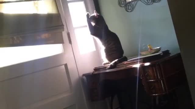 Grey striped cat clapping hands together in sunlight