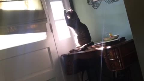 Grey striped cat clapping hands together in sunlight