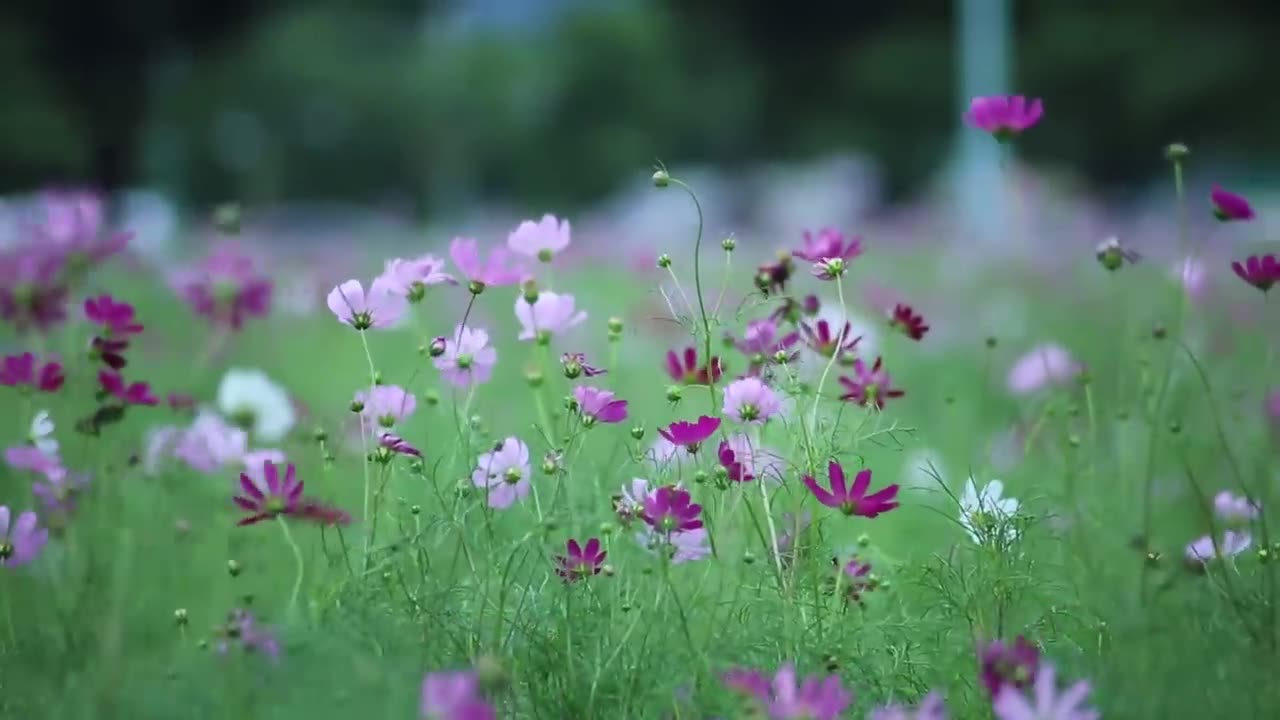 Amazing Flower Nature Videos